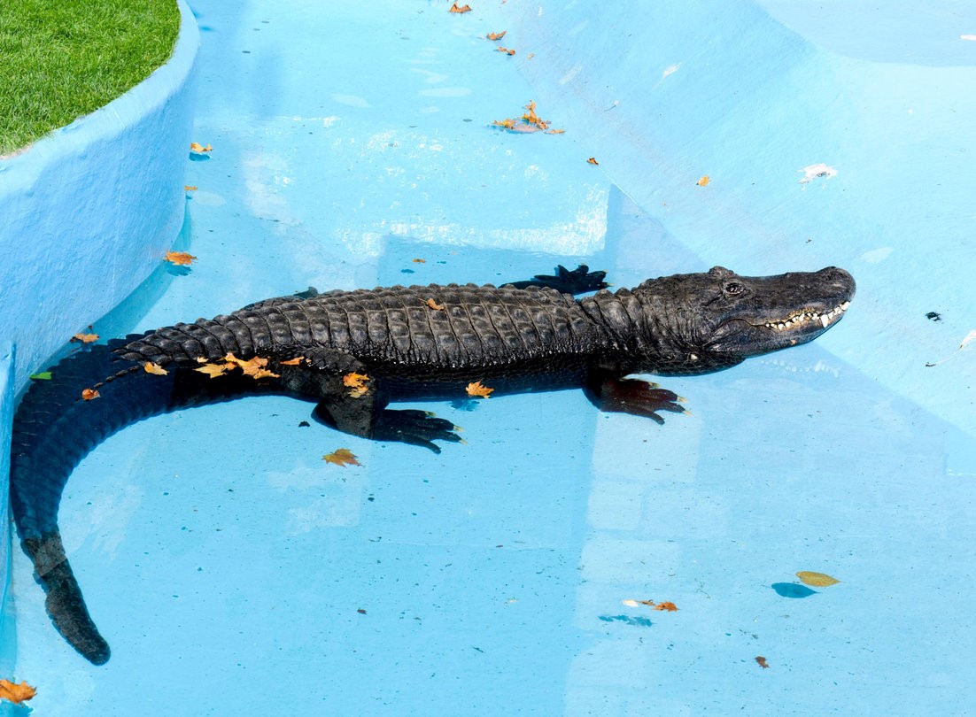 Alligators in Your Swimming Pool? It’s No Joke